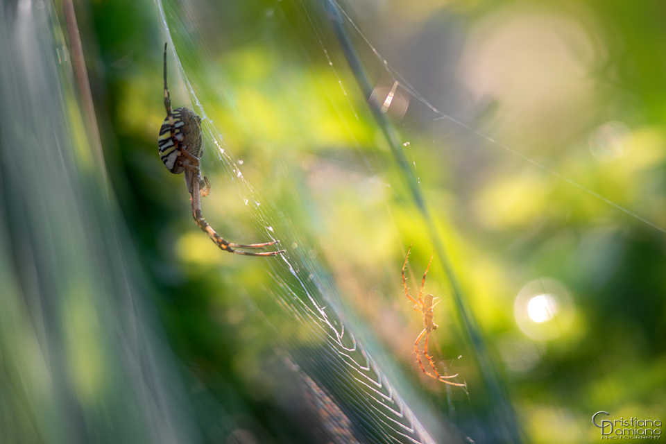 Come accade spesso in natura, c’è una sostanziale differenza morfologica fra individui appartenenti alla medesima specie ma di sesso differente.