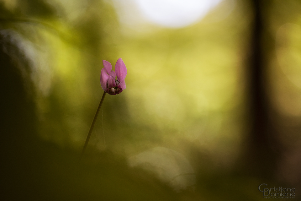 Il ciclamino, Cyclamen hederifolium, come altre piante, possiede un significato speciale nel linguaggio dei fiori...